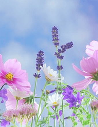 Suzanne F. (Fulton) McNeal Obituary